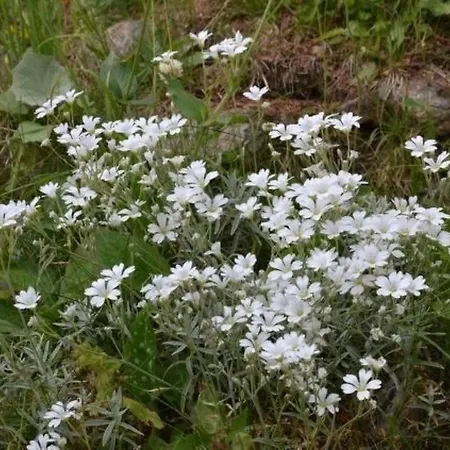 Apartament Almhaus Am Hohenwart By Interhome *