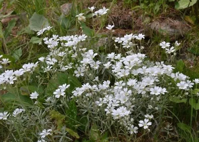 Apartament Almhaus Am Hohenwart By Interhome *